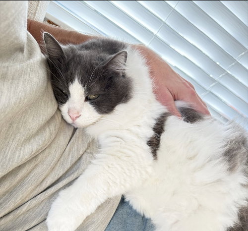 Gumbo, an adoptable Domestic Medium Hair in Oakland, CA