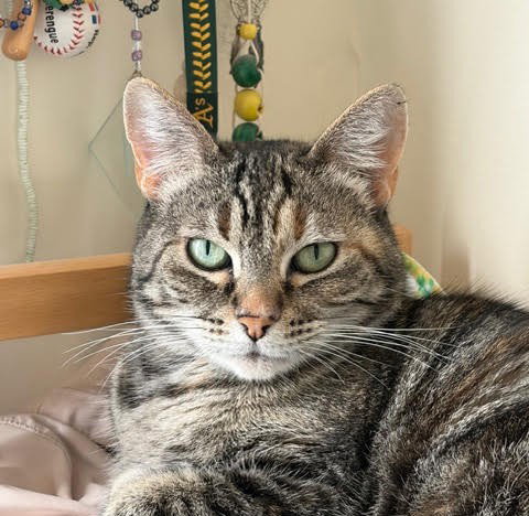 Cauliflower, an adoptable Domestic Short Hair in Oakland, CA