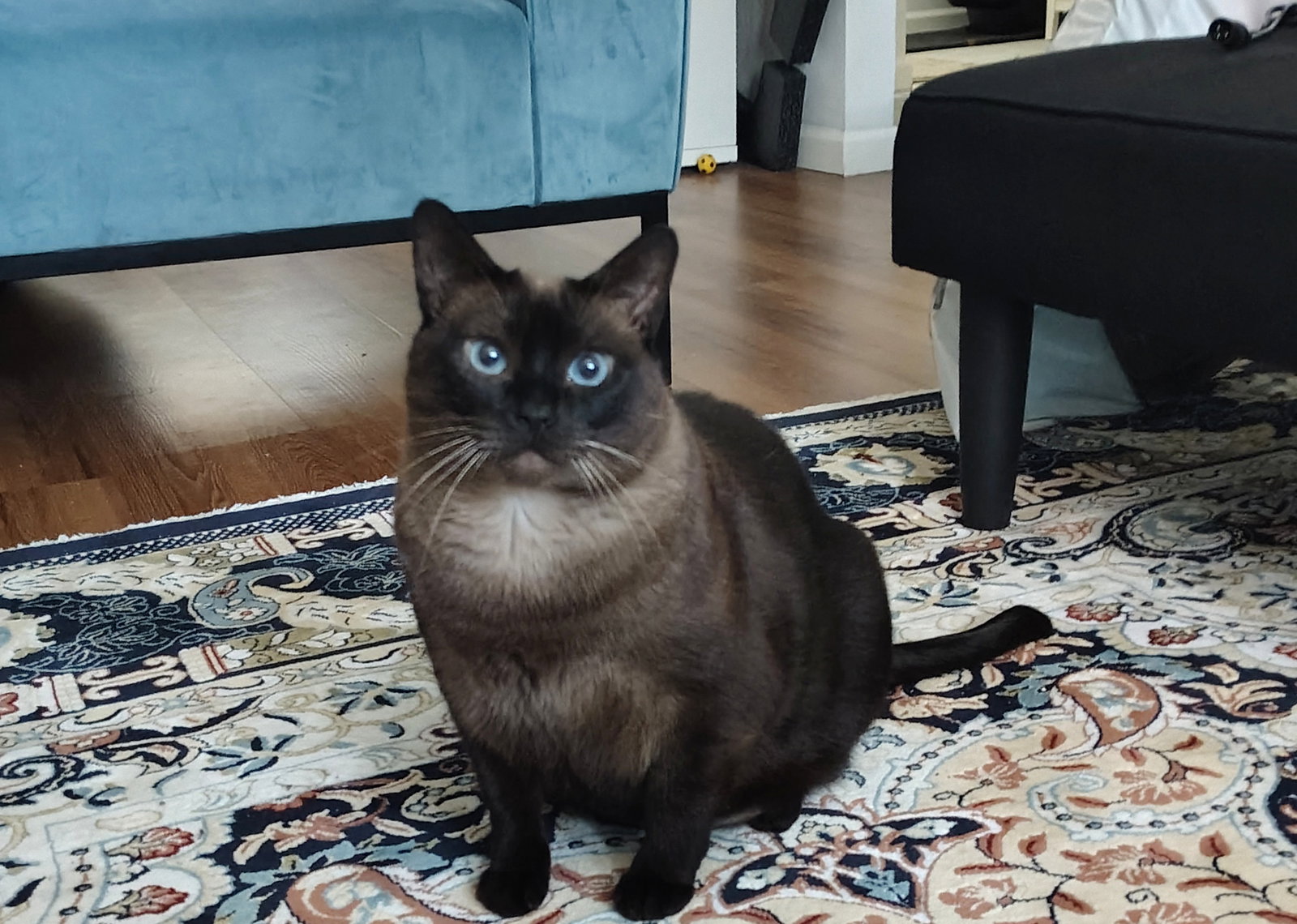 Mocha
