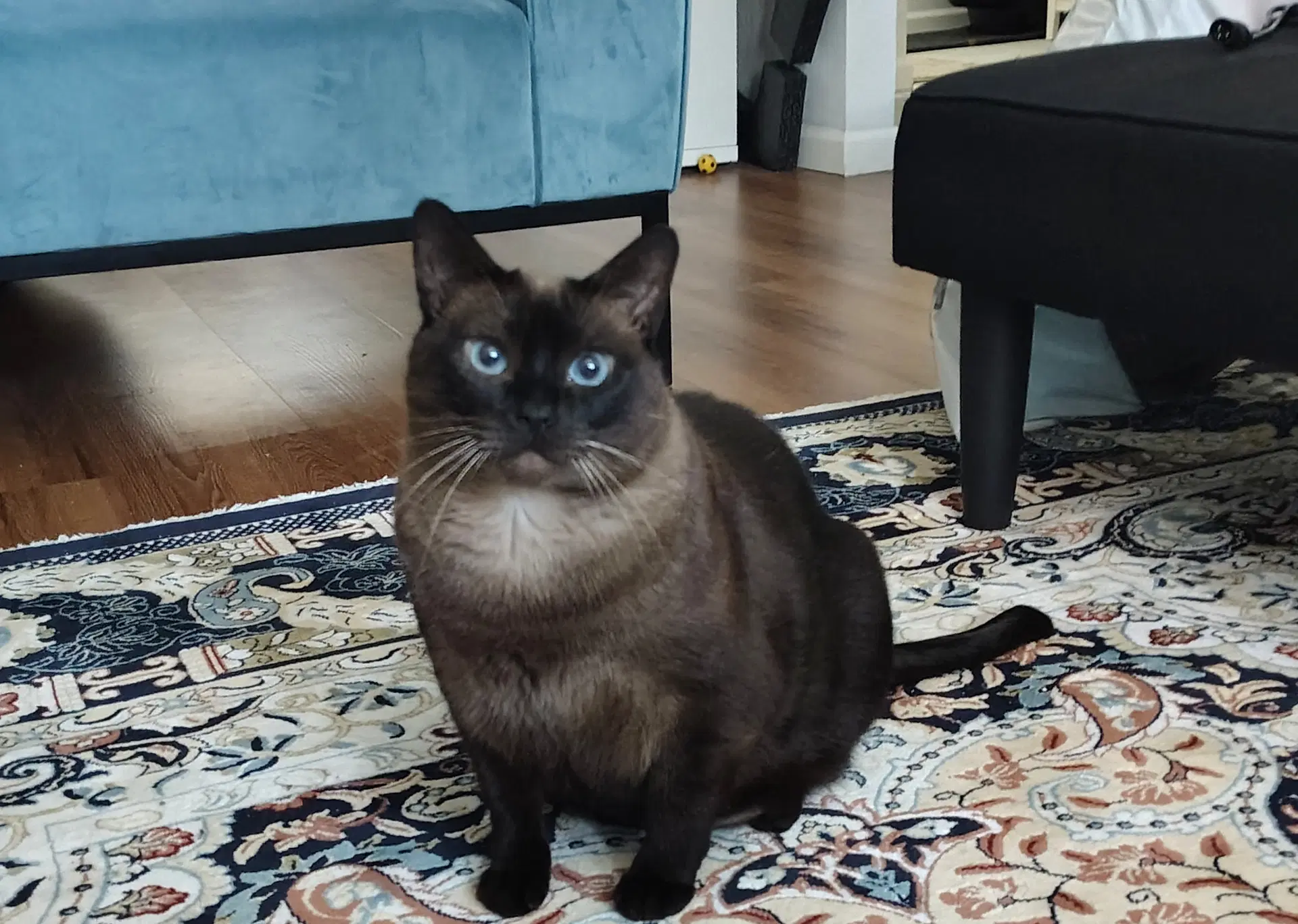 Mocha image 3