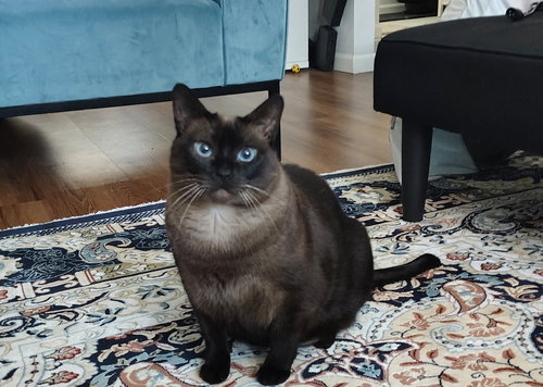 Mocha, an adoptable Siamese in Oakland, CA