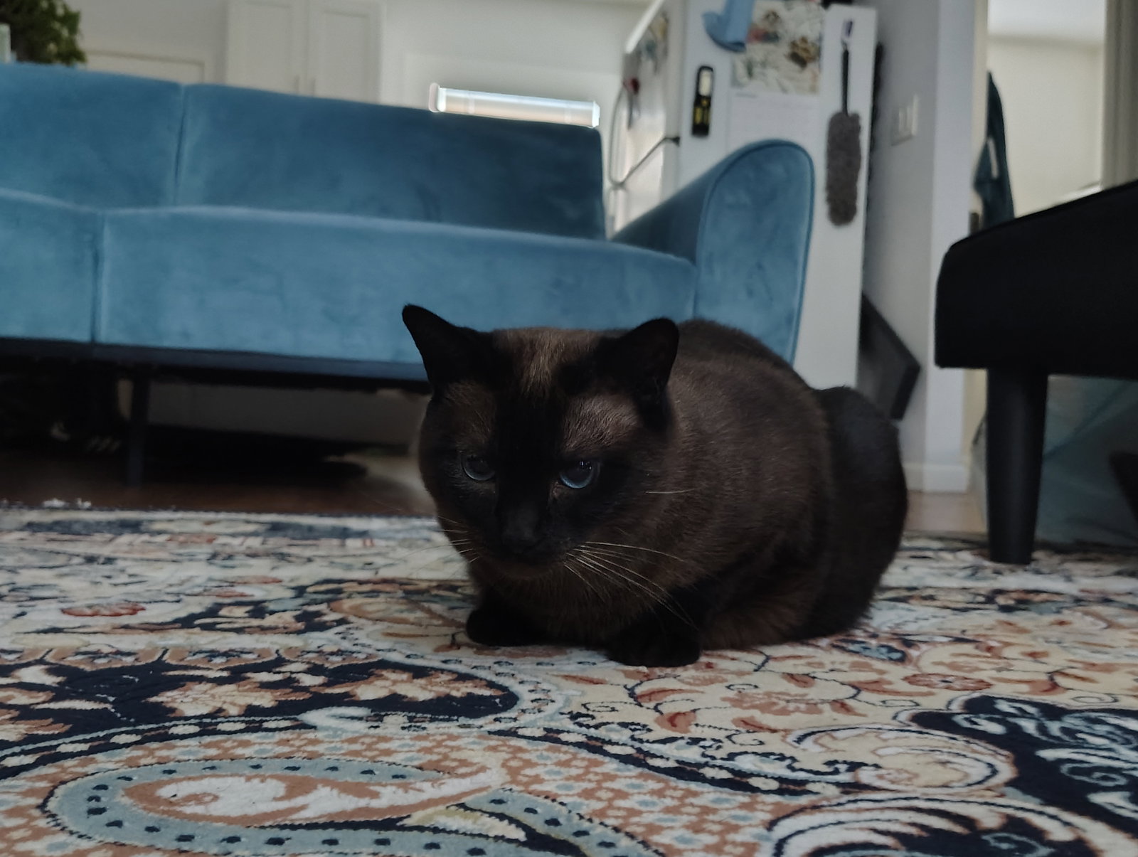 Mocha