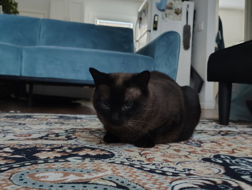 Photo 4 of Mocha