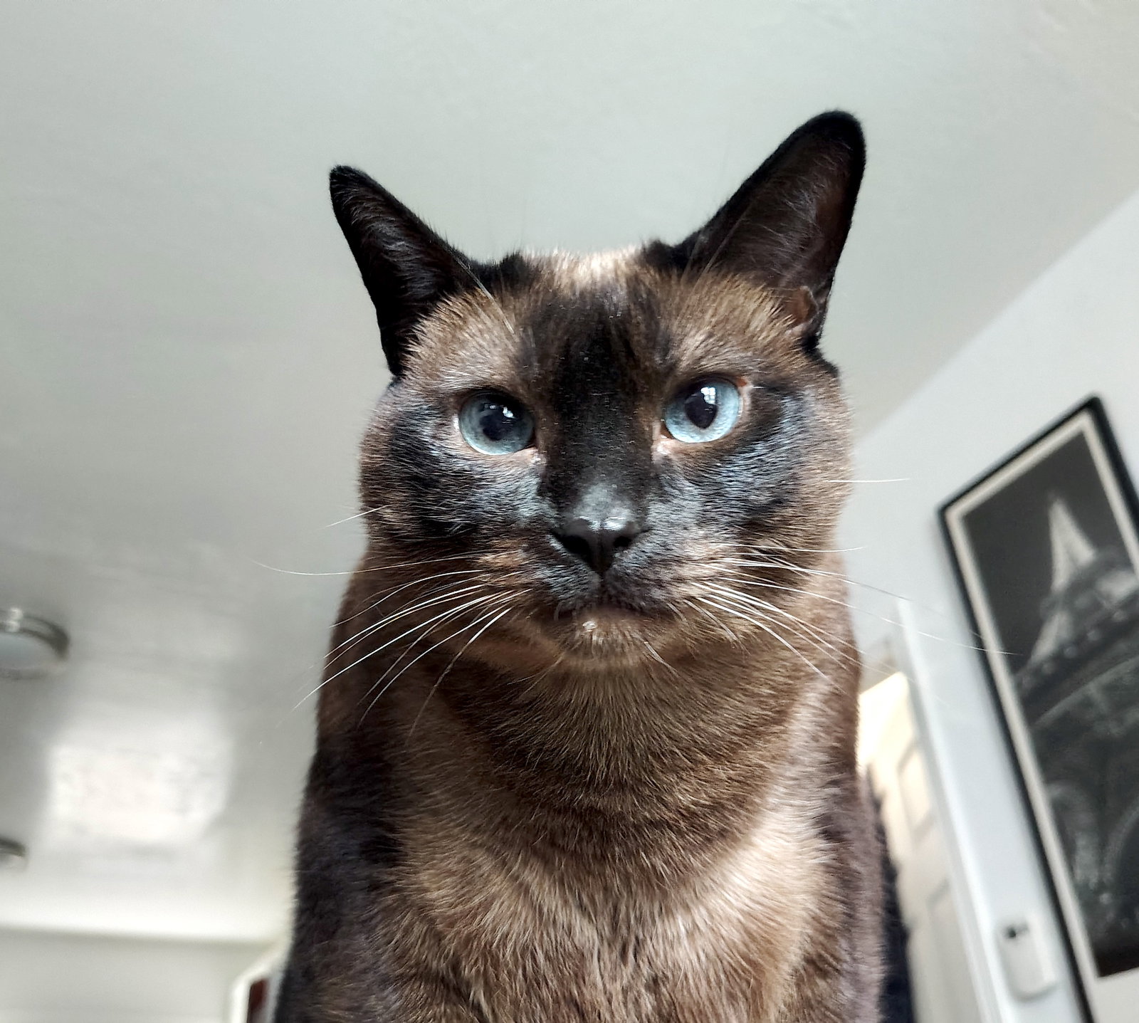 Mocha