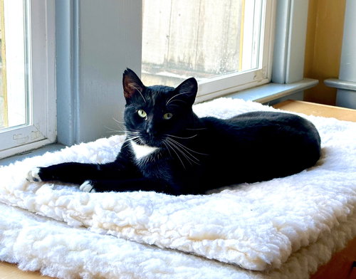 Austin, Young Domestic Short Hair / Mixed (short coat), cat for adoption in Oakley, California