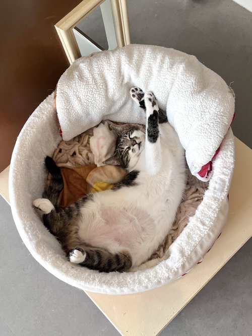 Miku, Young Domestic Short Hair / Mixed (short coat), cat for adoption in Oakley, California