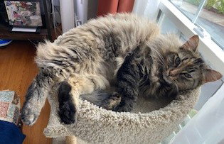 Fawn, Adult Domestic Medium Hair (medium coat), cat for adoption in Oakley, California
