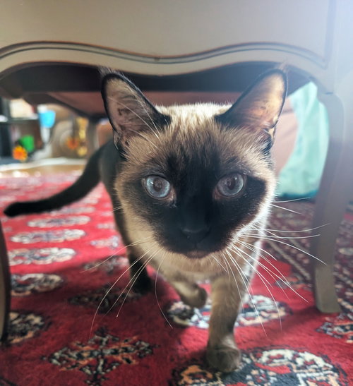 Honolulu (bonded with Dallas), an adoptable Siamese in Oakland, CA