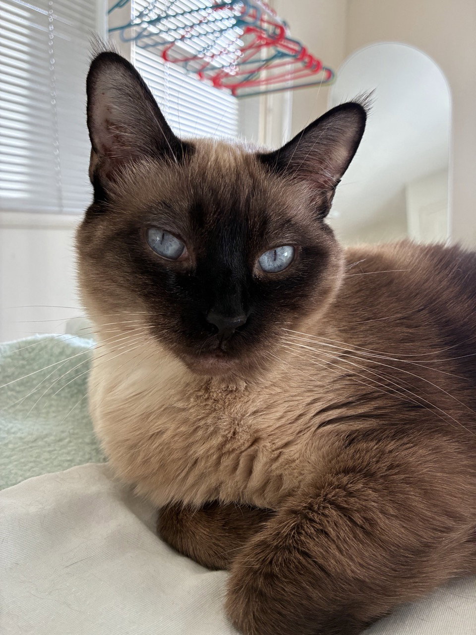 Dallas (bonded with Honolulu), photo 2