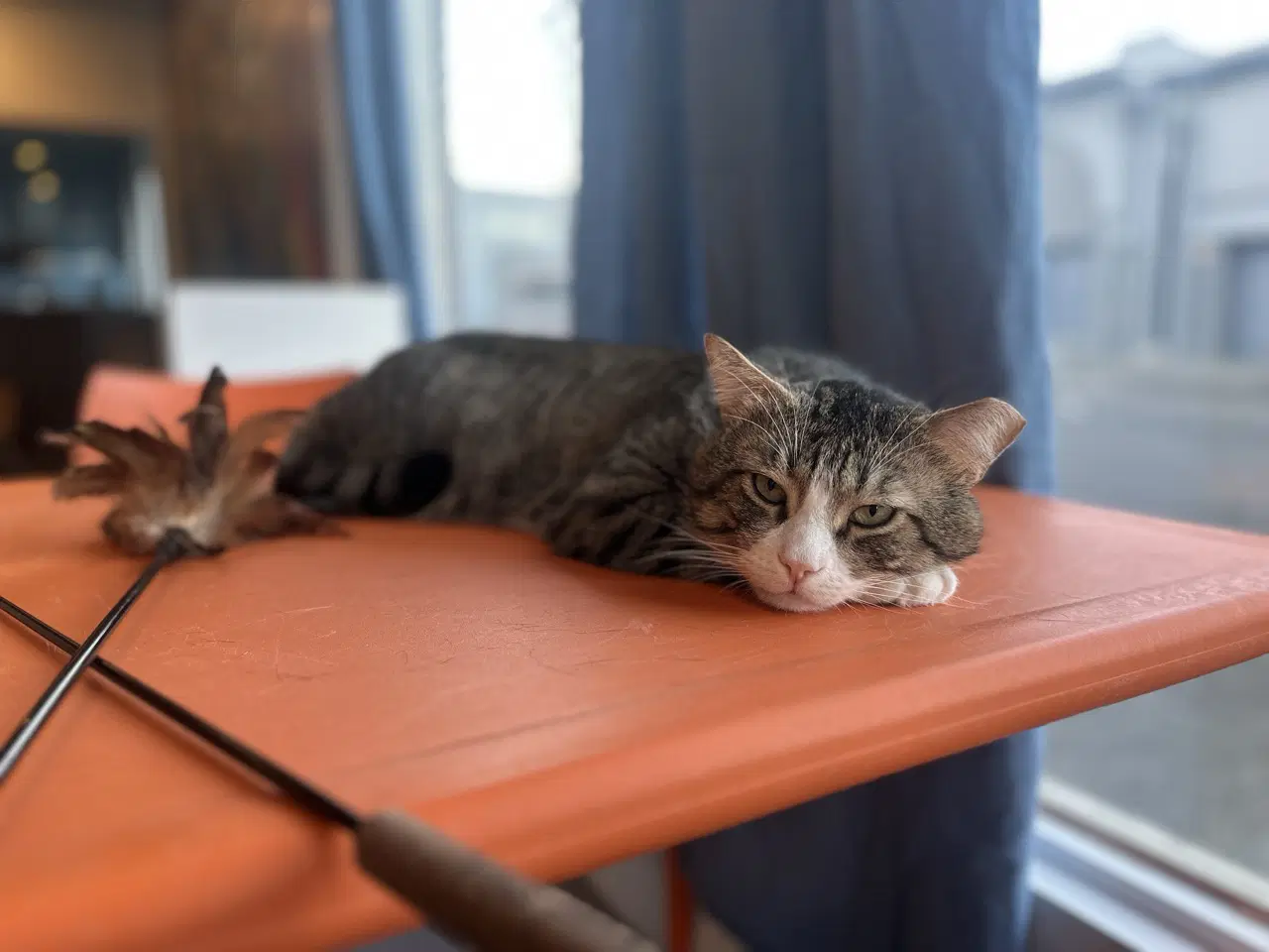 Buster Needs Cat Buddy image 4