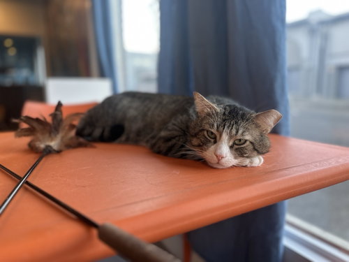 Photo 4 of Buster (needs cat buddy)
