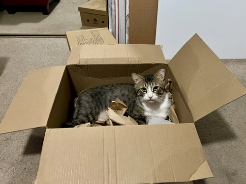 Photo 5 of Buster (needs cat buddy)