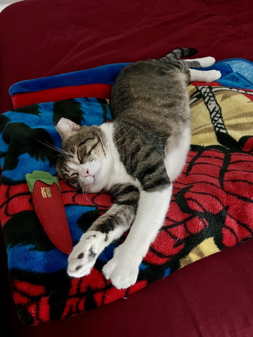 Photo 2 of Buster (needs cat buddy)