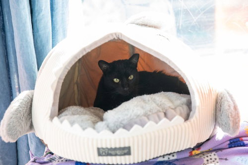 Falcon, Adult Domestic Short Hair / Mixed (short coat), cat for adoption in Oakley, California
