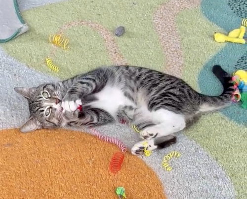 Nora, Adult Domestic Short Hair / Mixed (short coat), cat for adoption in Oakley, California