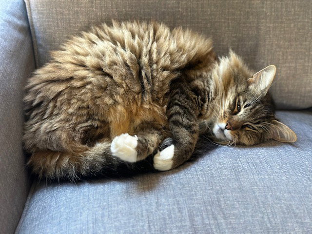 Polly