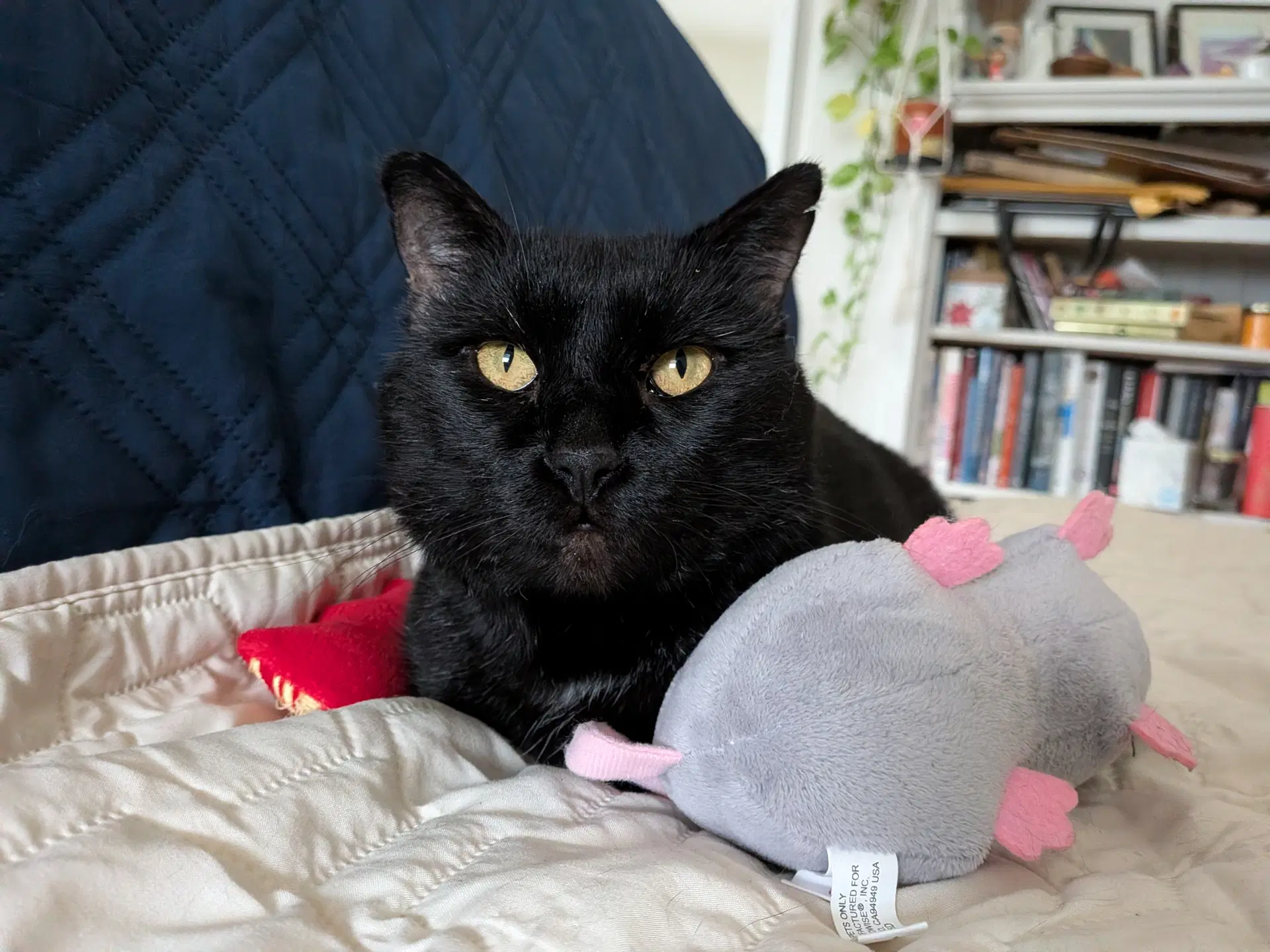 Snowball - Domestic Short Hair