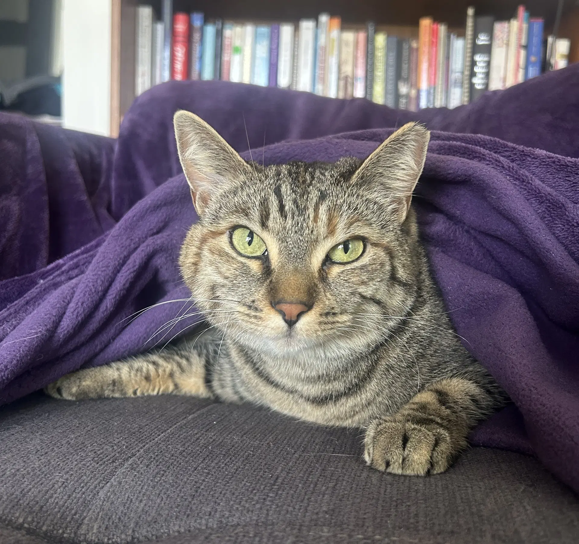 Emmy - Domestic Short Hair