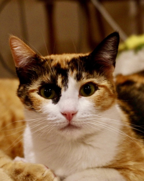 Photo 5 of Birdie (Bonded with Georgie)