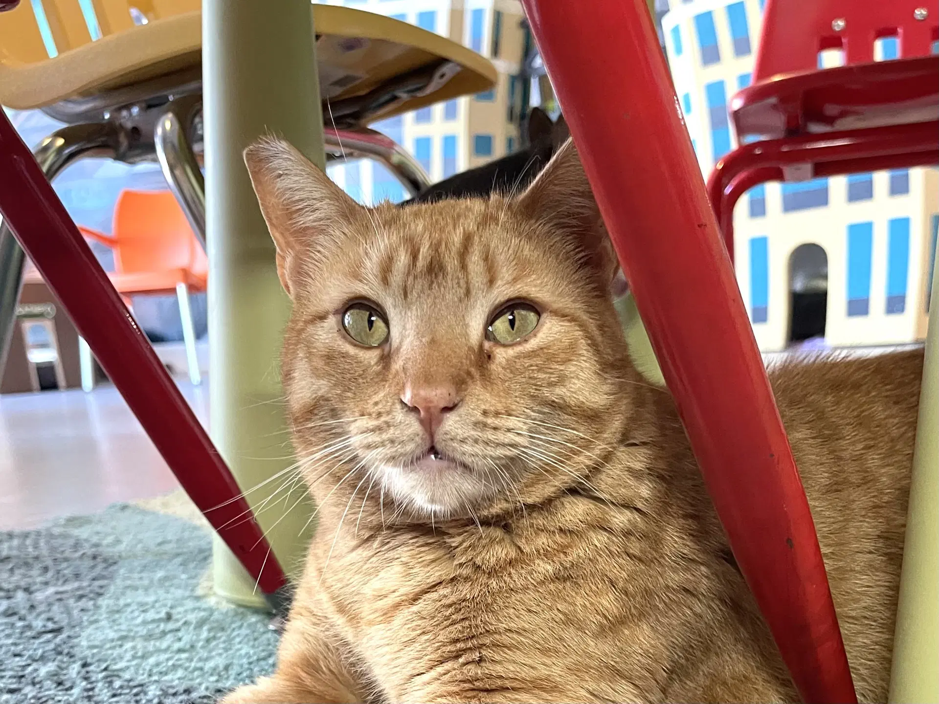 Georgie Bonded With Birdie - Domestic Short Hair