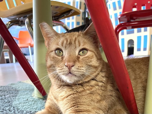 Georgie (Bonded with Birdie), a cat for adoption from Cat Town
