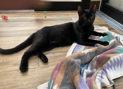 Floyd, an adoptable Domestic Short Hair in Oakland, CA