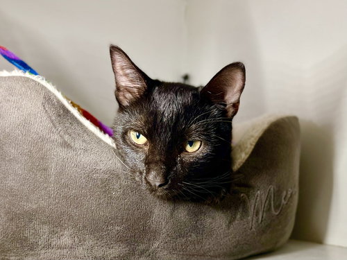 Floyd, Baby Domestic Short Hair (short coat), cat for adoption in Oakley, California