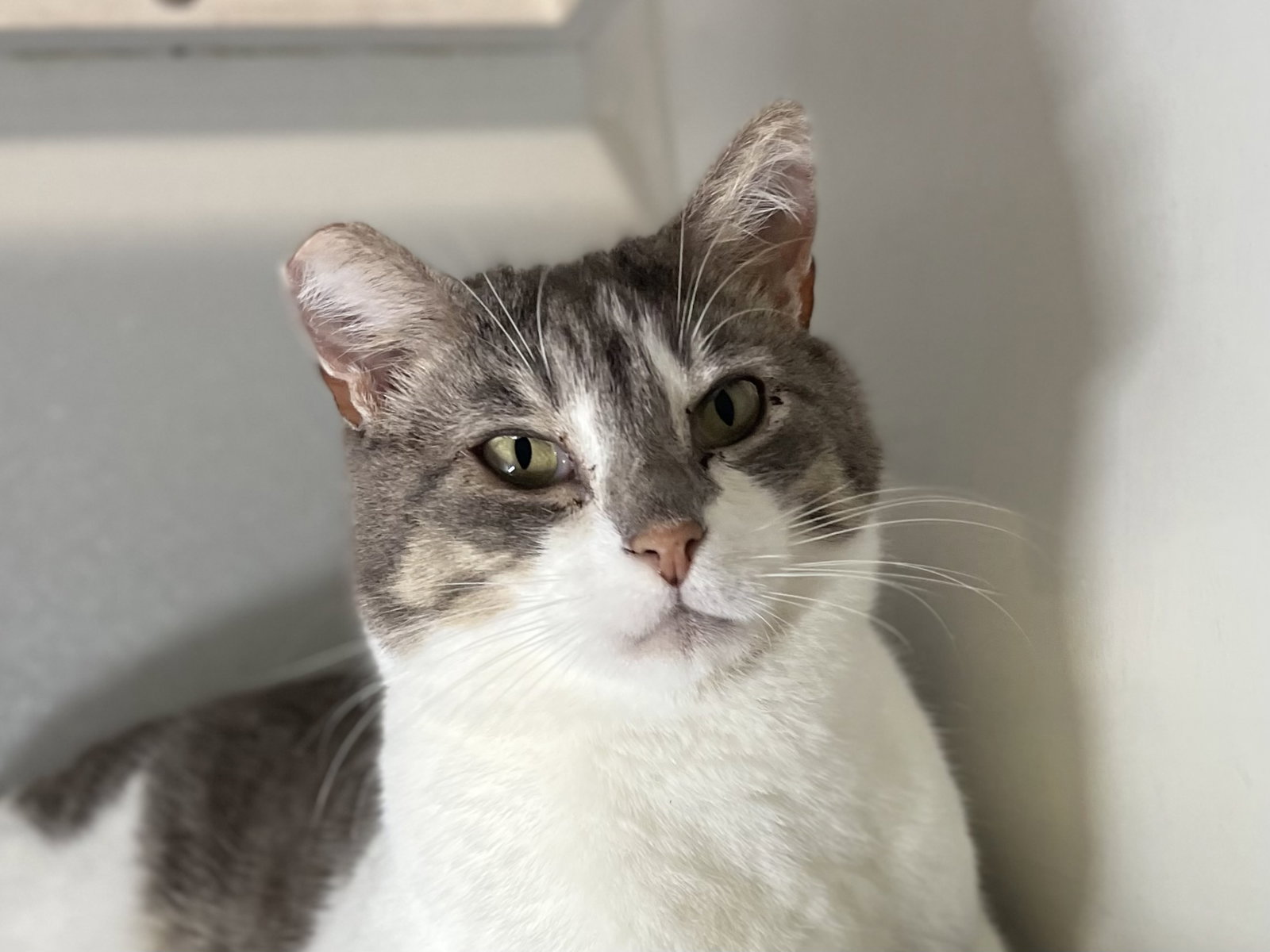 Thomas