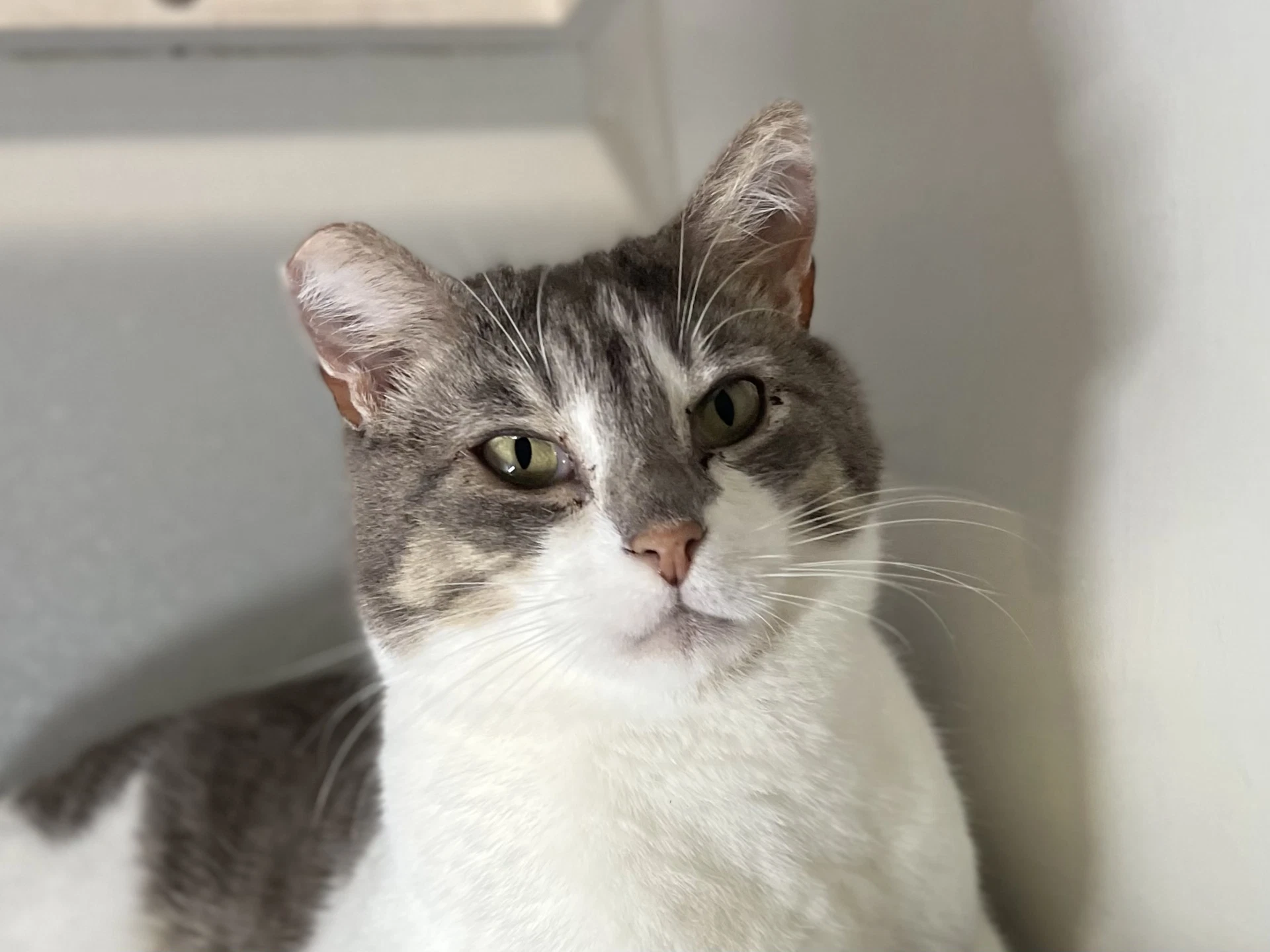 Thomas