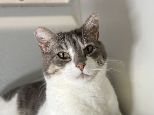 Thomas, an adoptable Domestic Short Hair in Oakland, CA