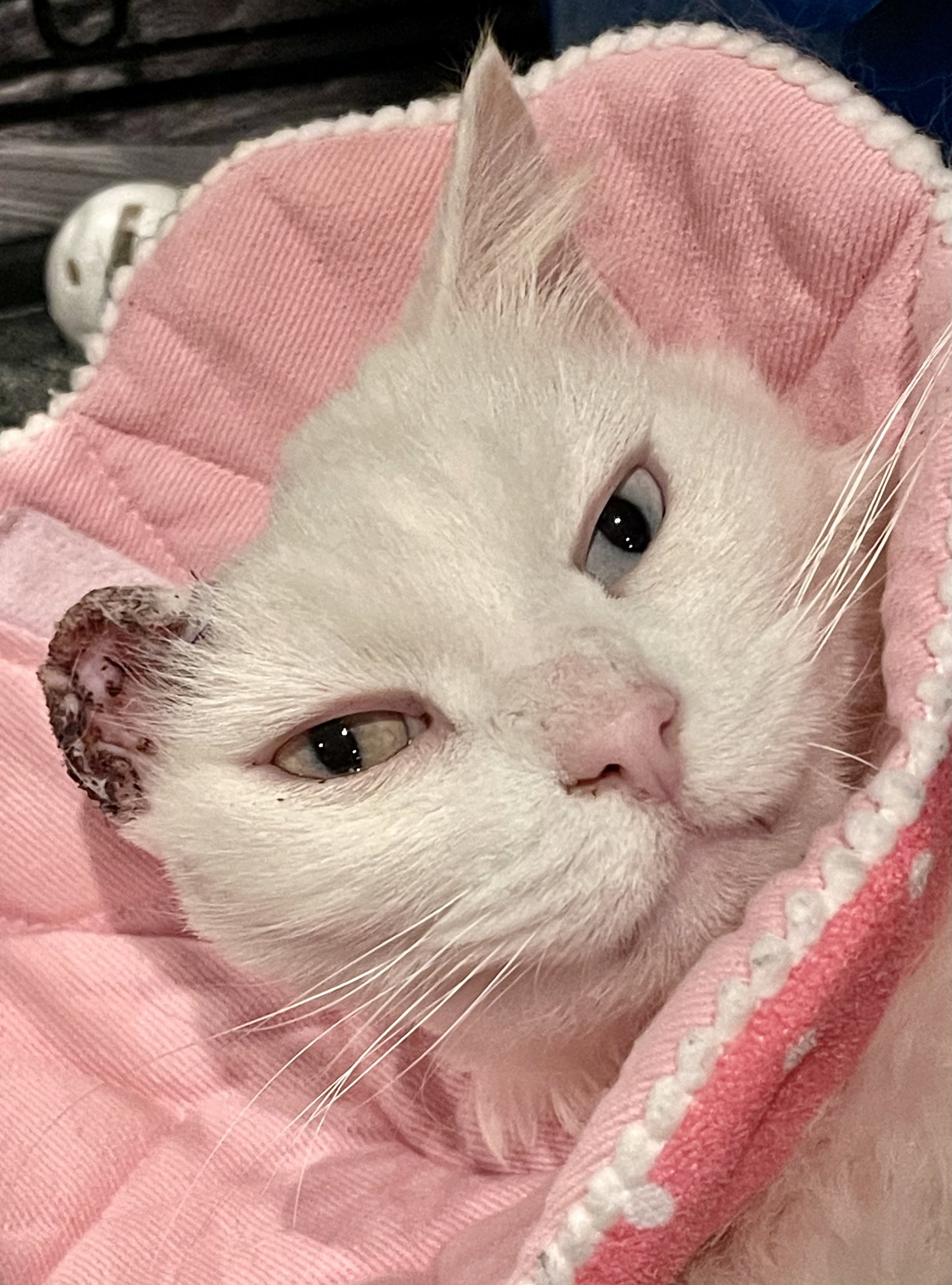 Bowie