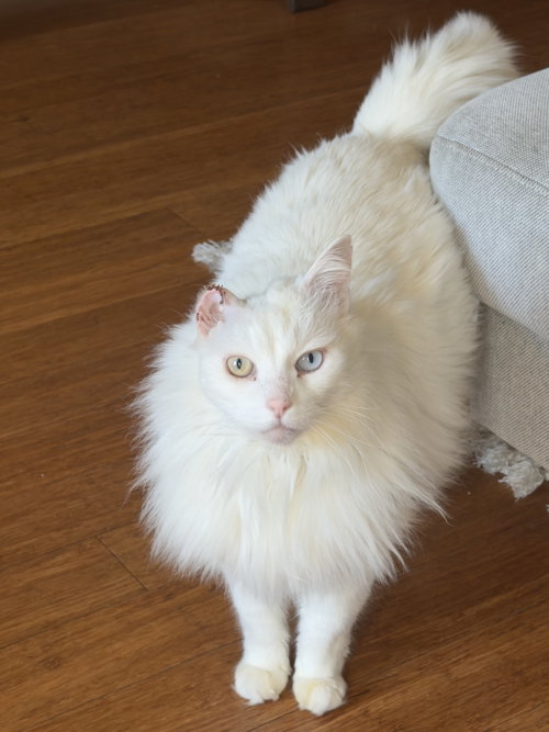 Bowie, an adoptable Domestic Long Hair in Oakland, CA