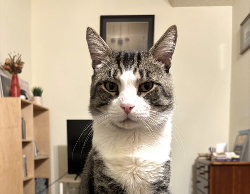 Seymour, an adoptable Domestic Short Hair in Oakland, CA