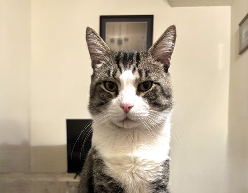 Seymour, Senior Domestic Short Hair / Mixed (short coat), cat for adoption in San Bruno, California