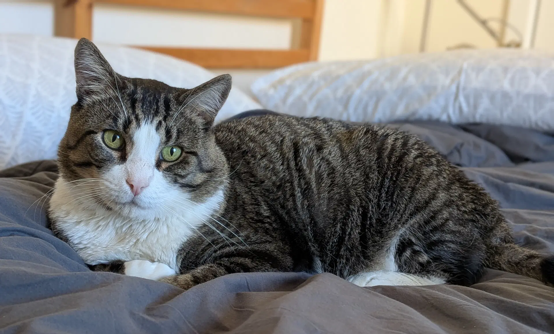 Seymour - Domestic Short Hair