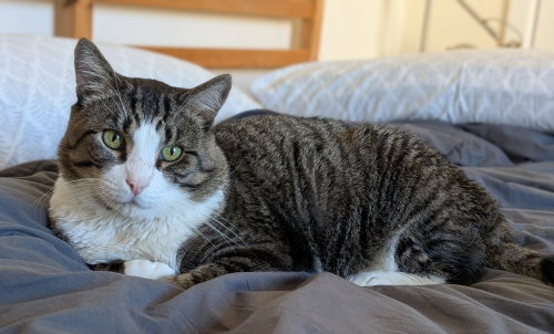 Seymour, an adoptable Domestic Short Hair in Oakland, CA