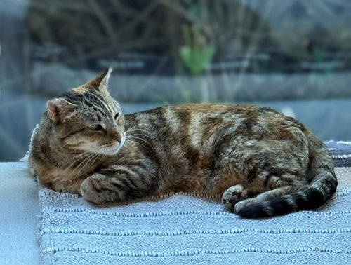 Maryanne, Adult Domestic Short Hair / Torbie / Mixed (short coat), cat for adoption in Oakley, California