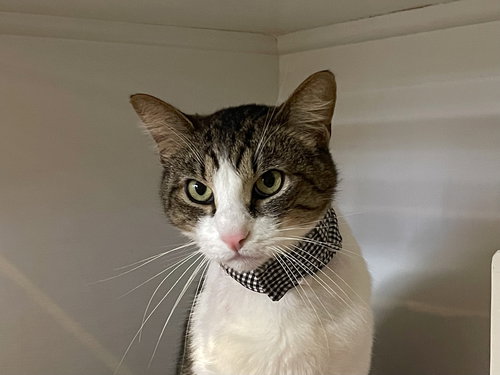 Tristan, Adult Domestic Short Hair / Mixed (short coat), cat for adoption in Oakley, California