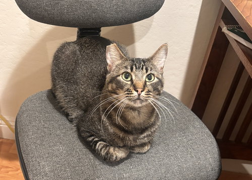 Ariano (bonded to Serafina), Young Domestic Short Hair / Mixed (short coat), cat for adoption in Oakley, California