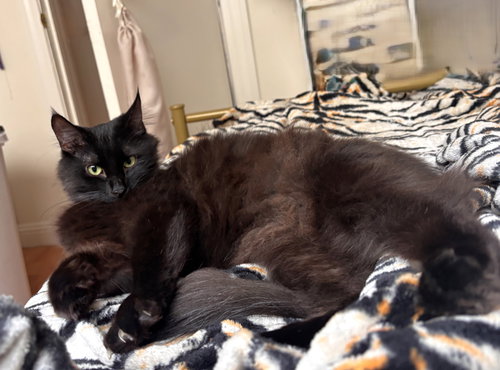 Serafina (bonded with Ariano), Young Domestic Medium Hair / Mixed (medium coat), cat for adoption in Oakley, California