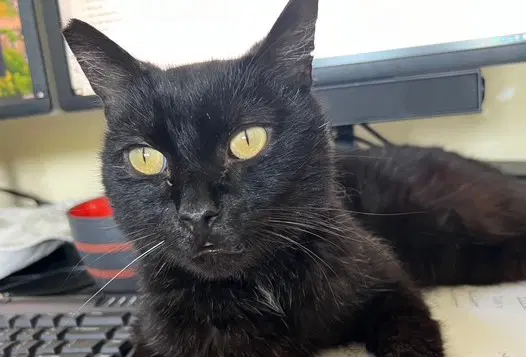 Poe - Domestic Short Hair