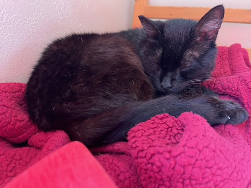 Photo 3 of Poe