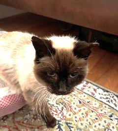Misha, Adult Siamese / Domestic Short Hair (short coat), cat for adoption in Oakley, California