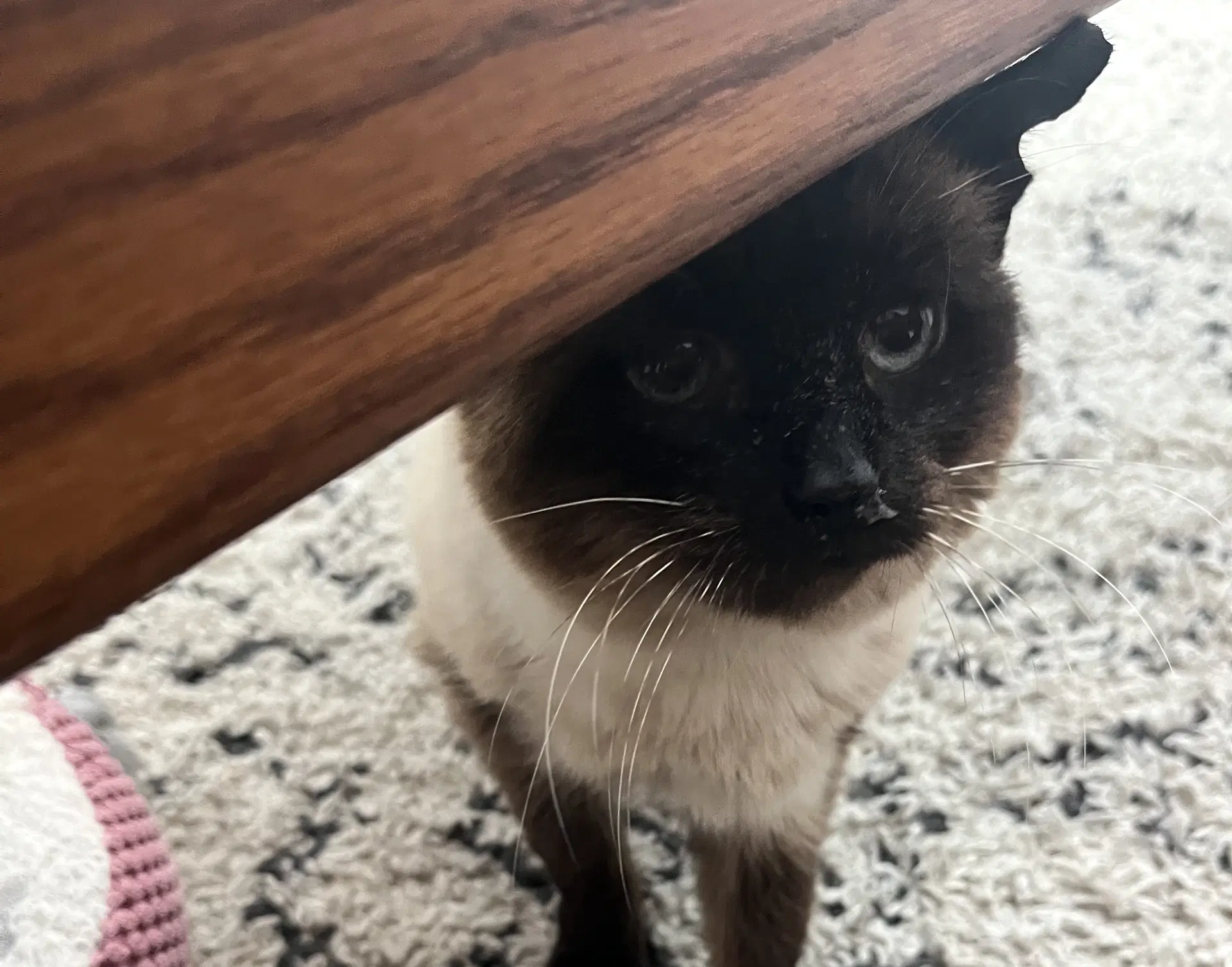 Misha image 3