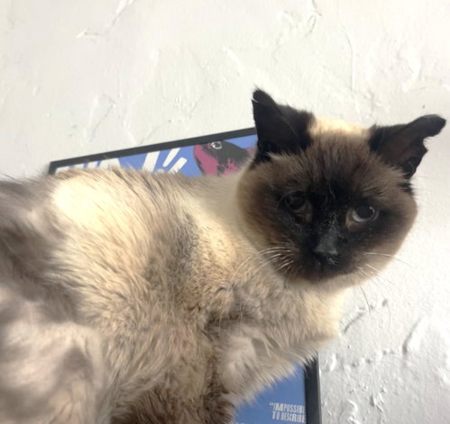 Misha, an adoptable Siamese in Oakland, CA