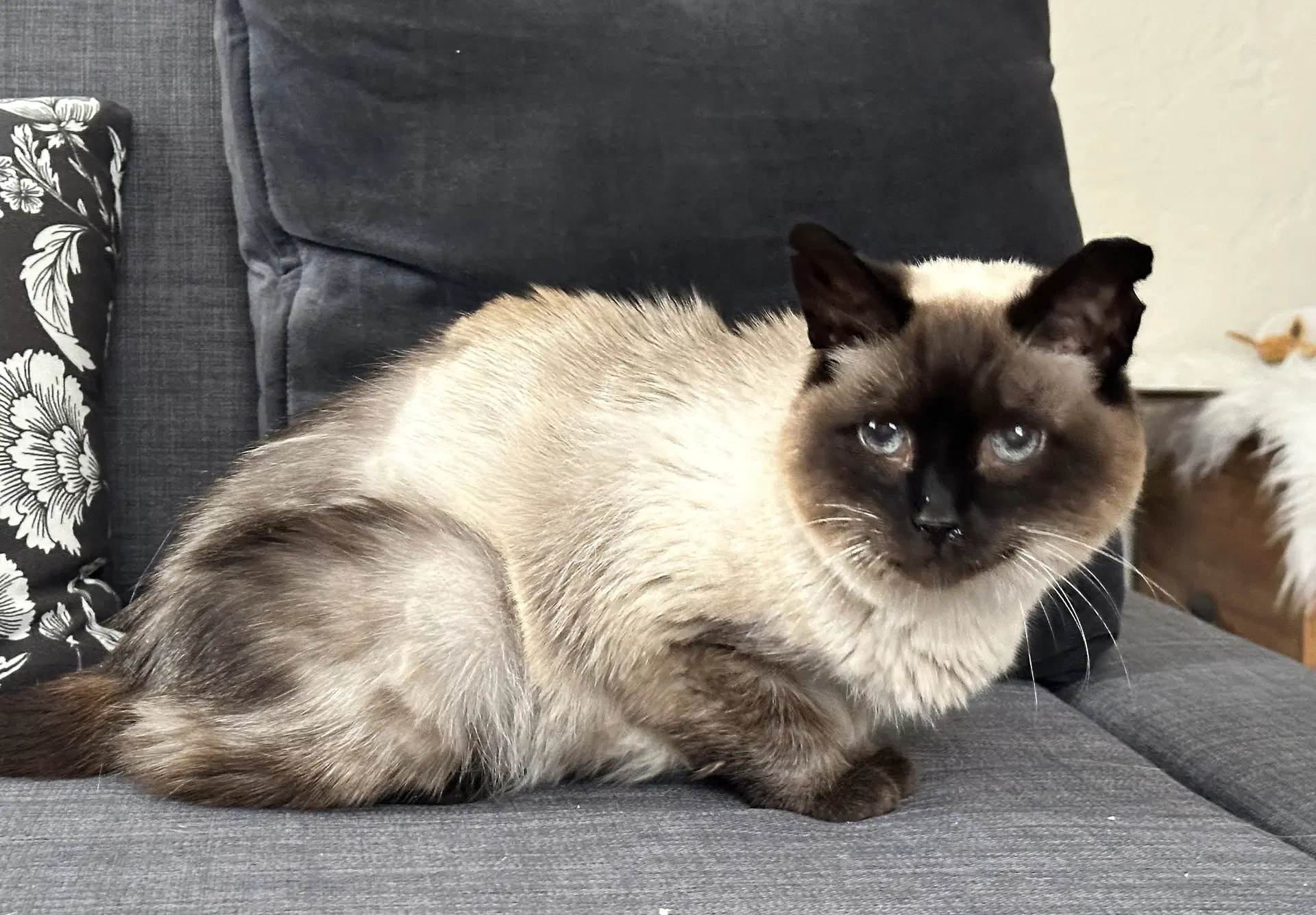 Misha image 1