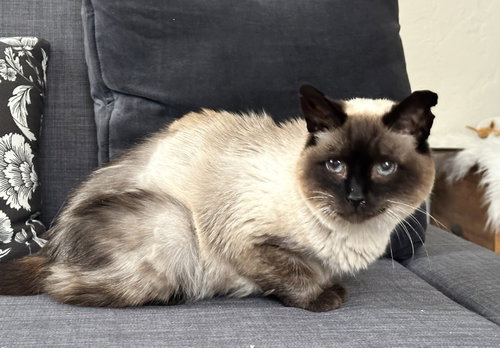 Misha, an adoptable Siamese in Oakland, CA