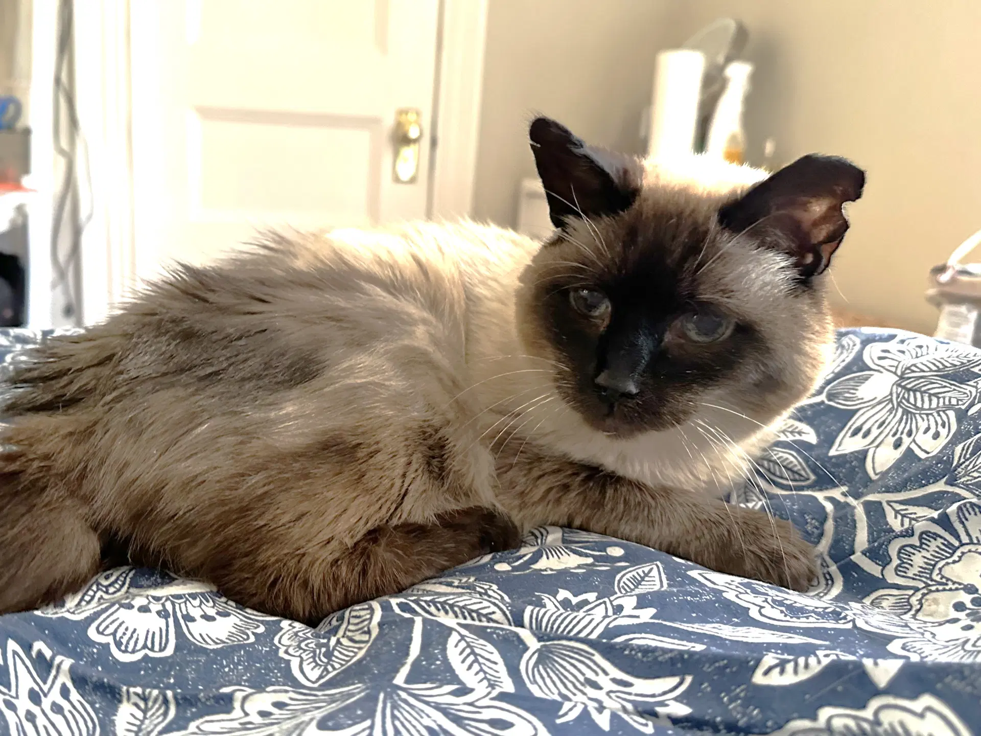 Misha image 2