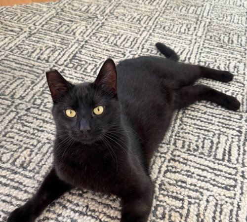 Giovanni (bonded with Francesca), Young Domestic Short Hair / Mixed (short coat), cat for adoption in San Rafael, California