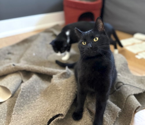 Giovanni (bonded with Francesca)